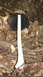 Coprinopsis picacea image