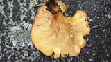 Omphalotus olearius image