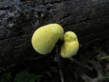 Entonaema liquescens image
