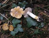 Cortinarius olidus image