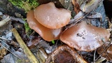 Exidia recisa image