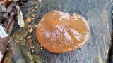 Exidia recisa image