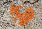 Xanthoria elegans image