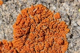 Xanthoria elegans image