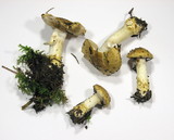 Cortinarius olidus image