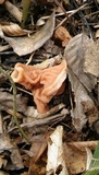 Gyromitra fastigiata image