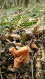 Gyromitra fastigiata image