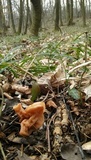 Gyromitra fastigiata image