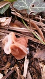 Gyromitra fastigiata image