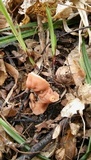 Gyromitra fastigiata image