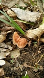 Gyromitra fastigiata image