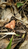 Gyromitra fastigiata image