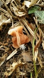 Gyromitra fastigiata image