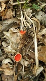 Sarcoscypha austriaca image