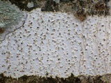 Julella vitrispora image