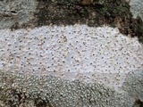Julella vitrispora image
