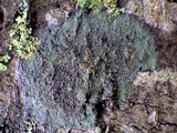 Caloplaca cerina image