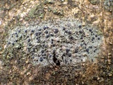 Lecidella elaeochroma f. elaeochroma image