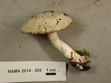 Clitopilus prunulus image