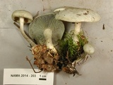 Clitocybe odora image