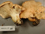 Hydnum oregonense image