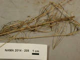 Tetrapyrgos subdendrophora image
