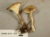 Ampulloclitocybe clavipes image