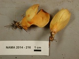 Otidea onotica image