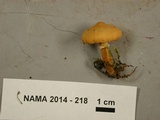 Cystoderma amianthinum image