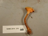 Hygrophoropsis rufa image