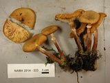 Armillaria nabsnona image