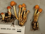Pholiota astragalina image