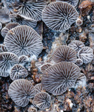 Resupinatus applicatus image