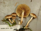 Pholiota decorata image