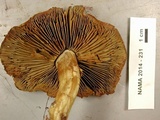 Gymnopilus punctifolius image