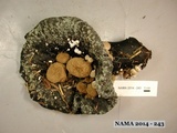 Asterophora lycoperdoides image