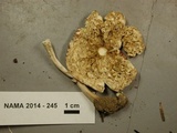 Lepiota rubrotinctoides image
