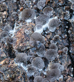 Resupinatus applicatus image