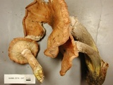 Armillaria solidipes image