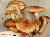 Tricholoma vaccinum image