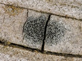 Amandinea punctata image