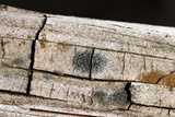 Amandinea punctata image