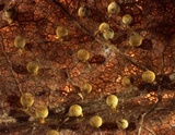 Craterium aureum image