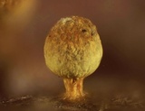 Craterium aureum image