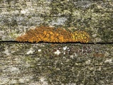 Candelariella vitellina image