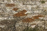 Candelariella vitellina image