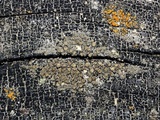 Image of Biatora anomala