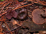 Coltricia cinnamomea image