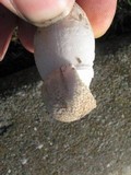 Leucoagaricus barssii image