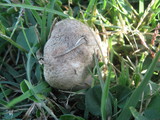 Leucoagaricus barssii image